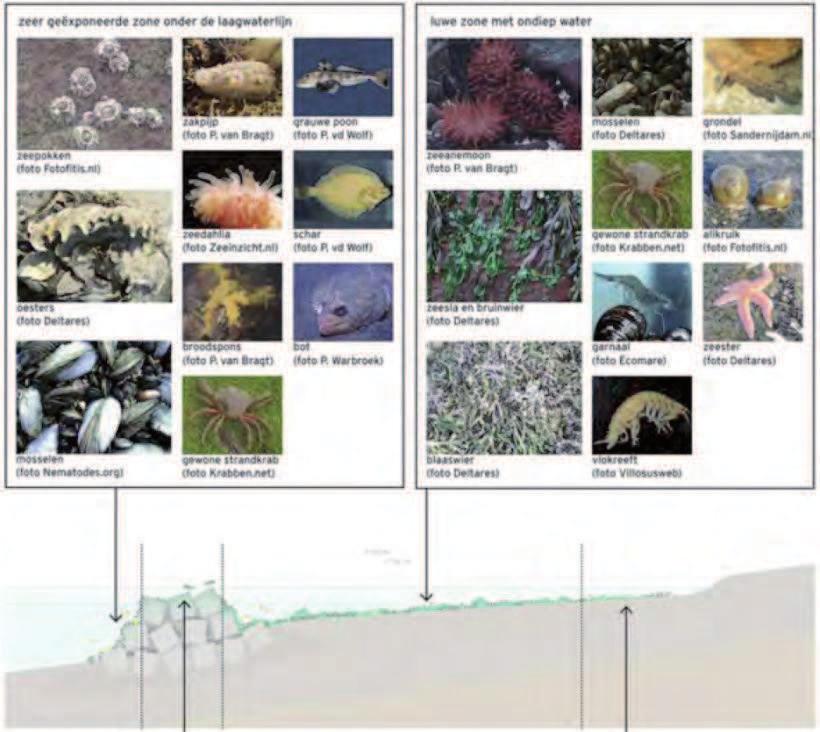 Innovatieve dijkconcepten In het rapport Verkenning Innovatieve Dijken in het Waddengebied (Van Loon- Steensma et al.