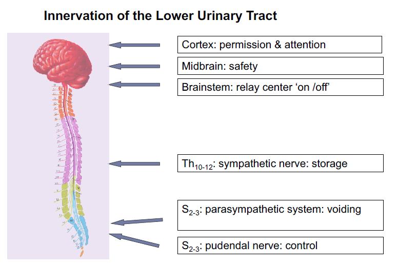 Neurogenic lower urinary tract