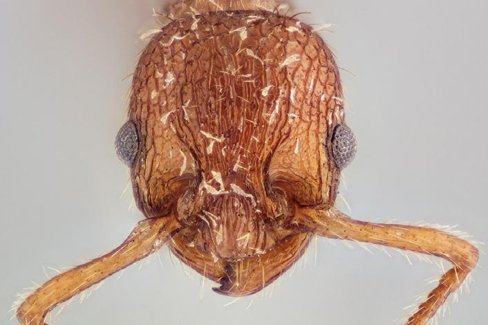 van Myrmica sabuleti met thalli van Rickia wasmannii (foto Theodoor Heijerman) is gevonden in Frankrijk, Griekenland, Hongarije en Roemenië, telkens op Messor structor of M.