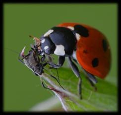 gemiddeld # gaasvliegen / boom gemiddeld # bladwesplarven / boom gemiddeld #