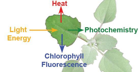 Fotosynthese-efficiëntie - chlorofylfluorescentie Warmte