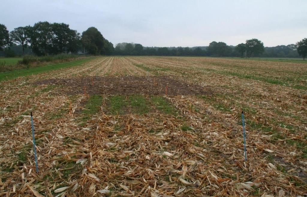 2. Materialen en methoden 2.1 Opzet Het experiment is aangelegd op een perceel van De Marke waar voor het tweede jaar maïs is geteeld.