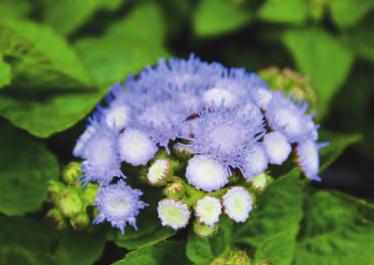 Hoofdstuk 1 Ageratum houstonianum Mexicaantje of leverbalsem Asteraceae In knop Groeiwijze Kenmerken Soortaanduiding Bloeitijd