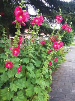 Grondsoort Lichtbehoefte Toepassingen Drachtplant Waardplant Alcaea rosea is een tweejarige