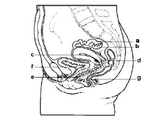 Overzicht van de inwendige vrouwelijke geslachtsorganen A = eileider B =