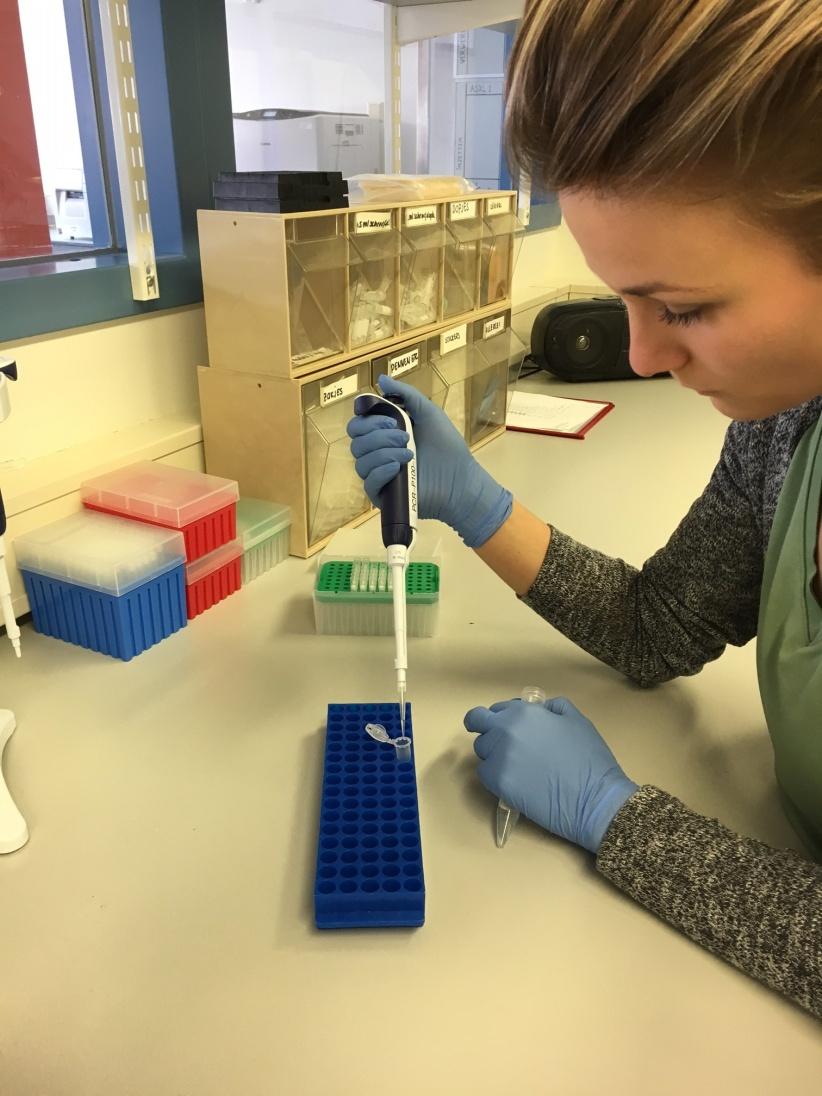 Vermeerderen DNA met PCR reactie Inzetten