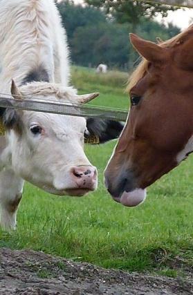 Infectieuze anemie in Duitsland In Duitsland werd bij vijf paarden Equine infectieuze anemie (EIA), soms ook moeraskoorts genoemd, vastgesteld.