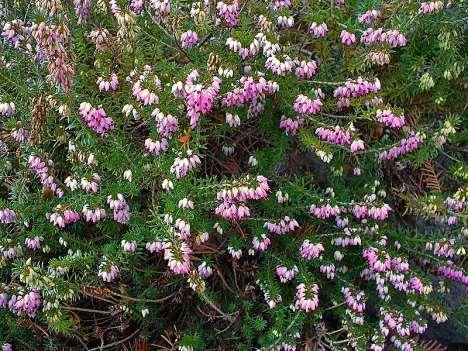 Erica carnea carnea =