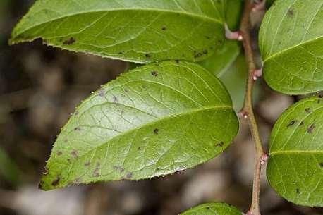 Leucothoe fontanesiana