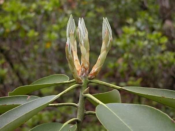 Rhododendron hybriden Rhododendron