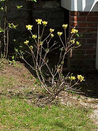 Rhododendron molle