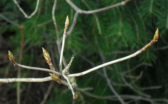 Rhododendron molle subsp