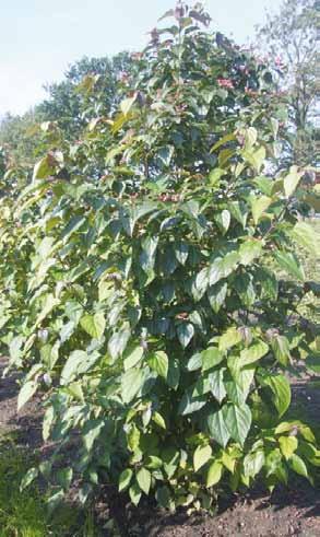 250-300 8 Clerodendrum