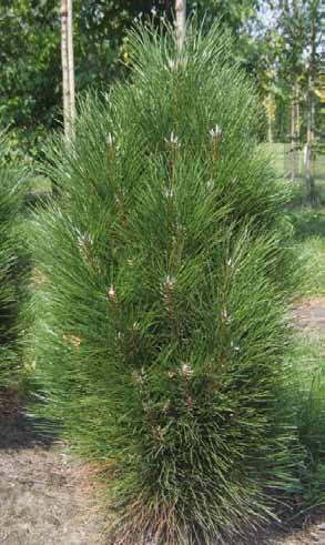 Metesequoia