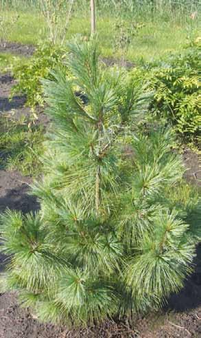 Pinus wallichiana 100-150 17 150-200 3 Sequoia