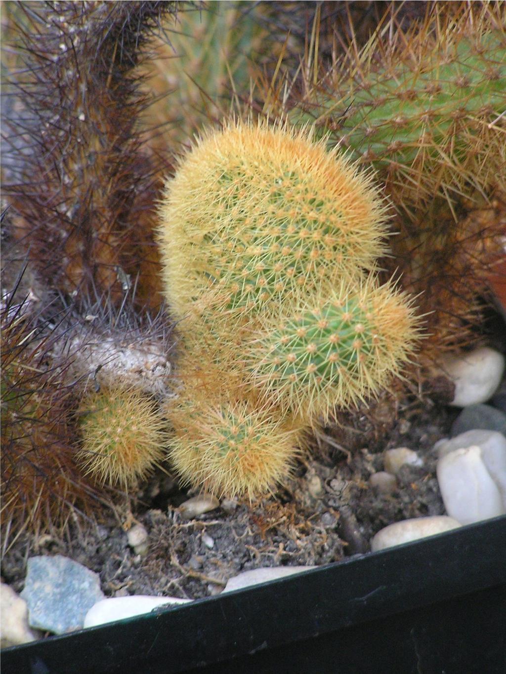En ja, er groeien veel Cleistocactus soorten in Bolivia (en Peru) Willem Burger stuurde deze foto in onder de vertrouwde naam Bolivicereus samaipatanus