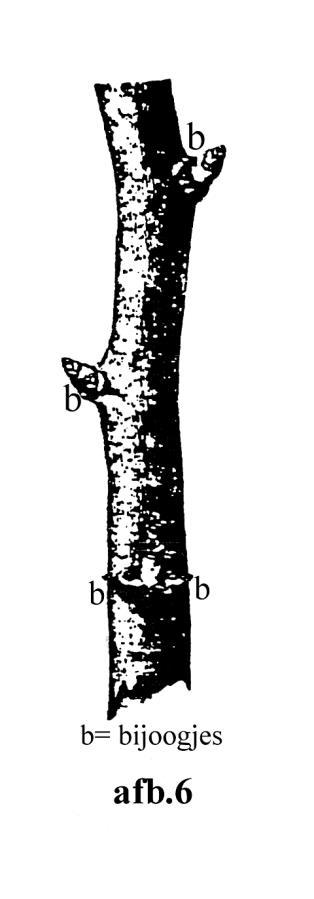 Deze is dikker dan een bladknop zonder het uiterlijk van een bloemknop. (afb.4b) Een overgangsknop geeft het volgende jaar weer een kort scheutje met daaraan 5-6 bladeren. (afb.5) Dit duidt op de vorming van een sterke bloemknop.