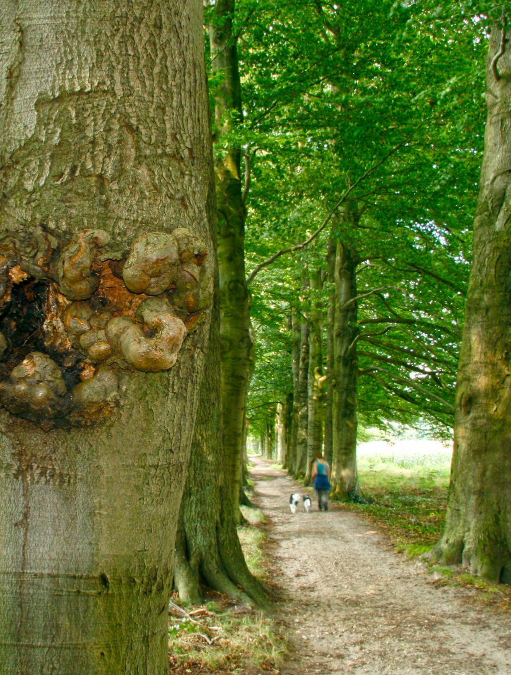 8 eukenlanen Mariëndaal heeft imposante beukenlanen.