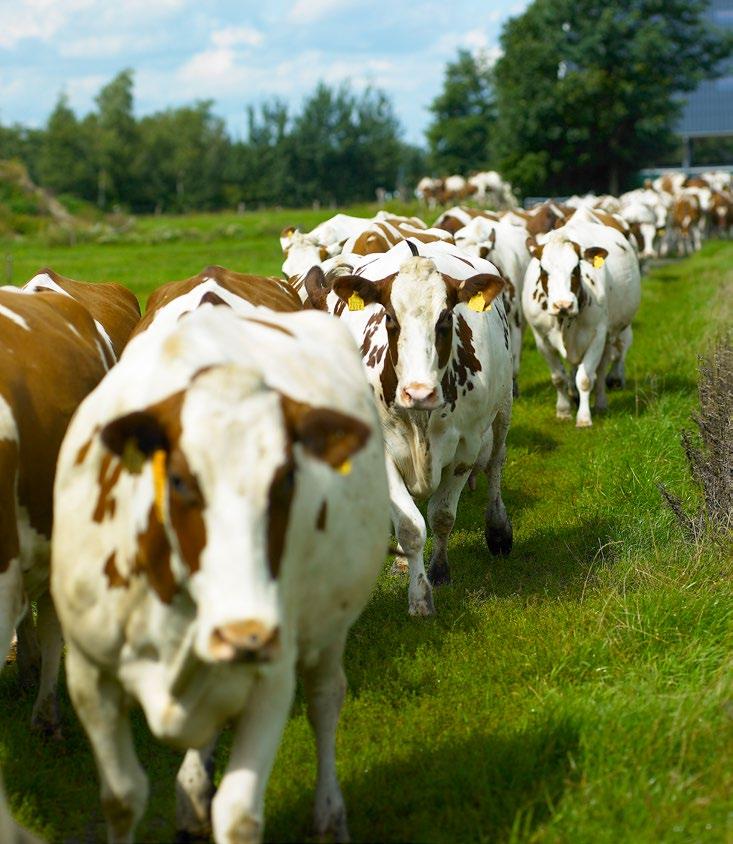 KPI s in de melkveehouderij Voor de melkveehouderij is de Biodiversiteitsmonitor ontwikkeld door FrieslandCampina, in samenwerking met het Wereld Natuurfonds en de Rabobank.