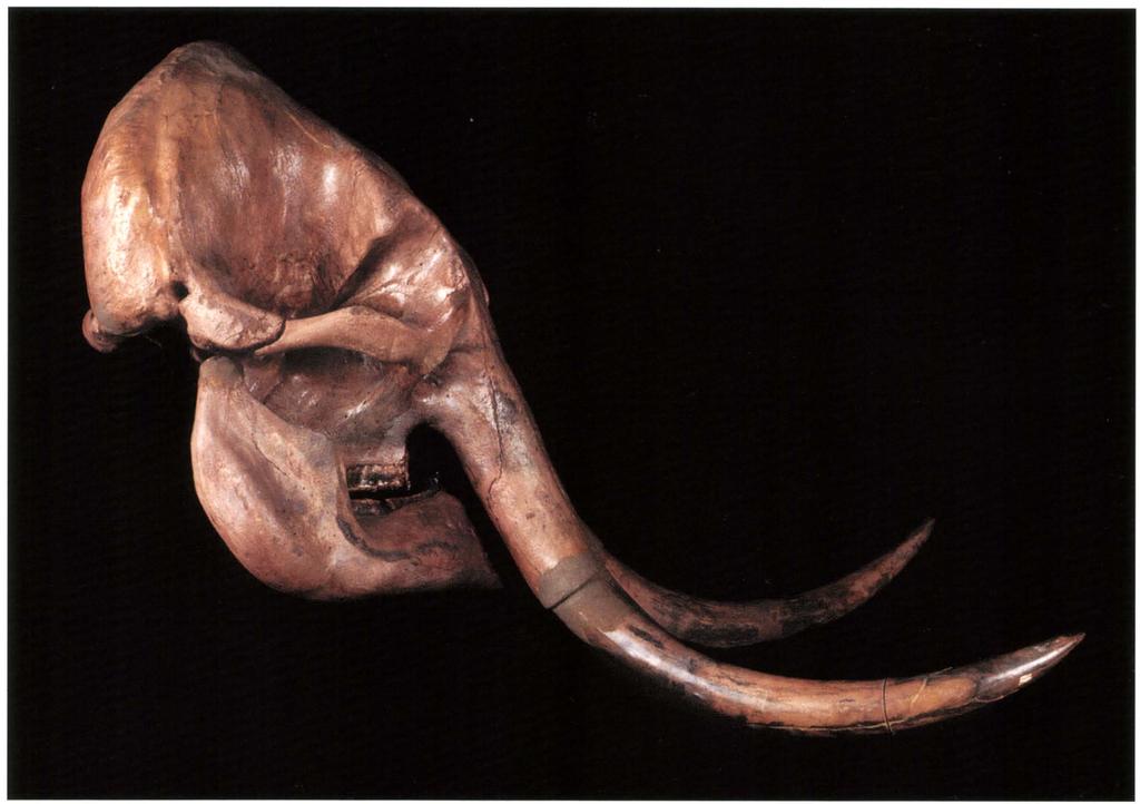 Afb. 5. De mammoetschedel van Heukelem. Dit is de meest complete schedel die in Nederland gevonden is. Erdbrink, D.P. & P.G.E.F. Augustinus, 1972.