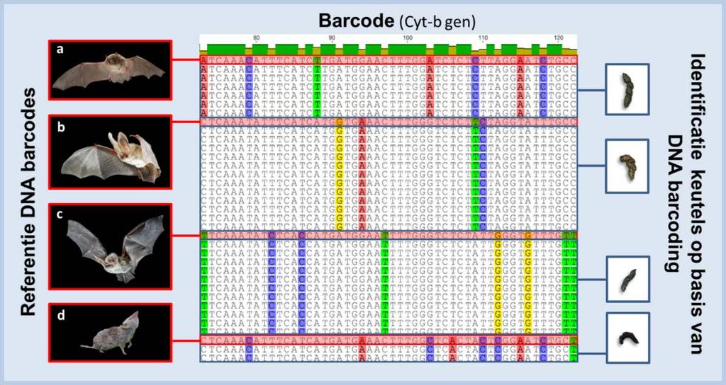 DNA barcoding van vleermuiskeutels Brys R., Halfmaerten D., Jacquemyn H. & Mergeay J. (2016).