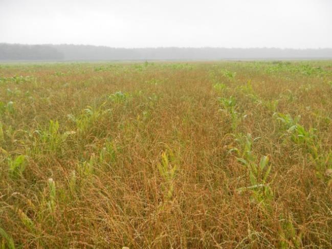 De juiste grassoort kiezen en de weersomstandigheden na zaai Niet eender welke grassoort is geschikt om te gaan onderzaaien of samen met de maïs te zaaien.