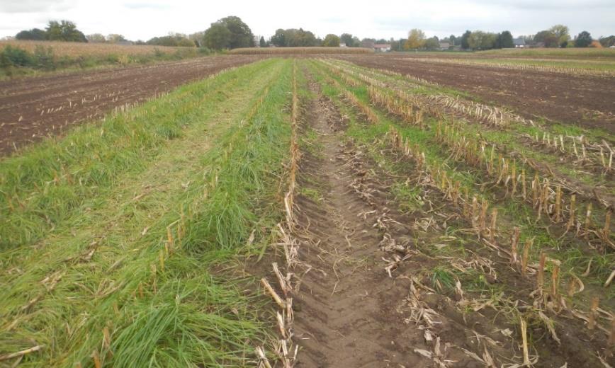 Onkruidbestrijding Bij zaai van gras in maïs is de onkruidbestrijding een knelpunt. Enerzijds dienen de aanwezige onkruiden afdoende bestreden te worden.