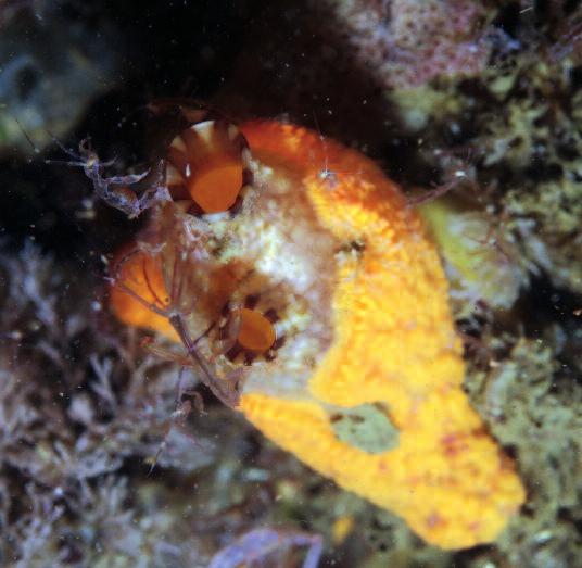 Foto 4a. Een knotszakpijp (Styela clava) met daarop de oranje slingerzakpijp (Botrylloides violaceus) en spookkreeftjes (Caprella mutica) in de Waddenzee.