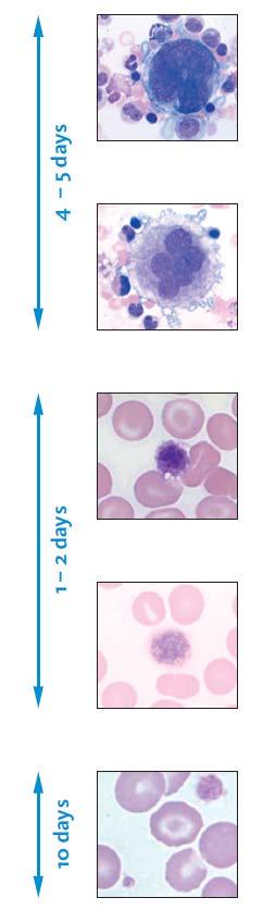 Trombopoiese Megakaryoblast Megakaryocyt Gereticuleerde trombocyt Gereticuleerde