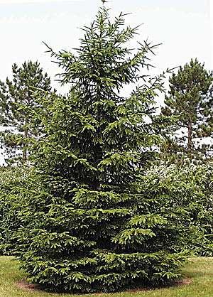 Picea abies