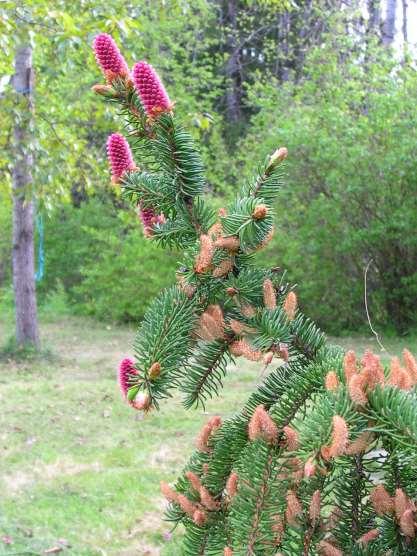 Picea