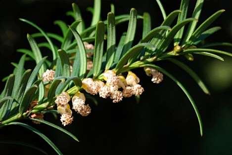 Taxus baccata Mannelijke bloem