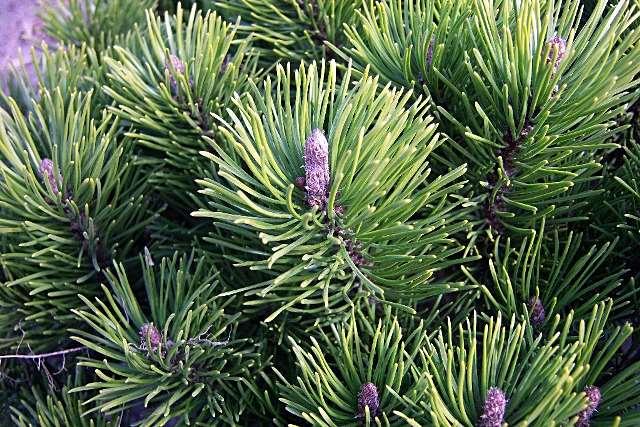 Pinus mugo Opvallende