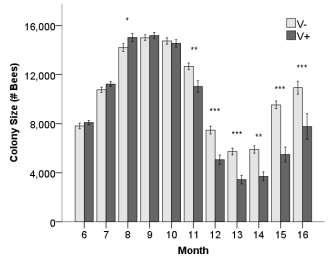 Volksgrootte (geschatte aantal bijen) per maand Overlevende volken (dood missing value ) V+ 11% kleiner dan V- N+ 2.