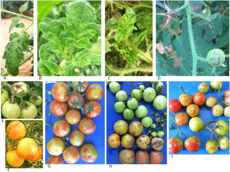 (A-C) Symptomatic mosaic pattern on leaves of cluster tomato plants. (C) Narrowing leaves of cluster tomato plants. (D) Dried peduncles and calyces on cherry tomato plants leading to fruit abscission.