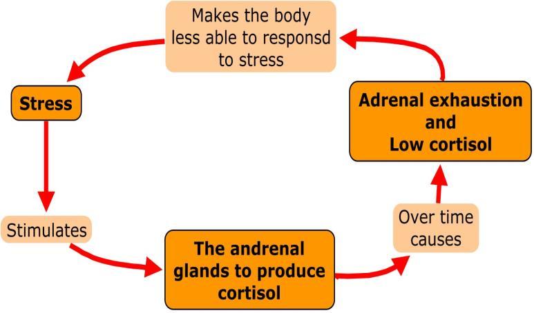 2. Stress in het brein Het stressmechanisme wordt ook zelf ontregeld na langdurige