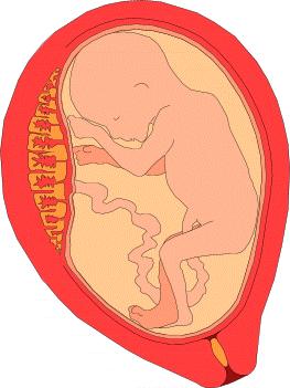 ziekte veroorzaken bij de foetus.