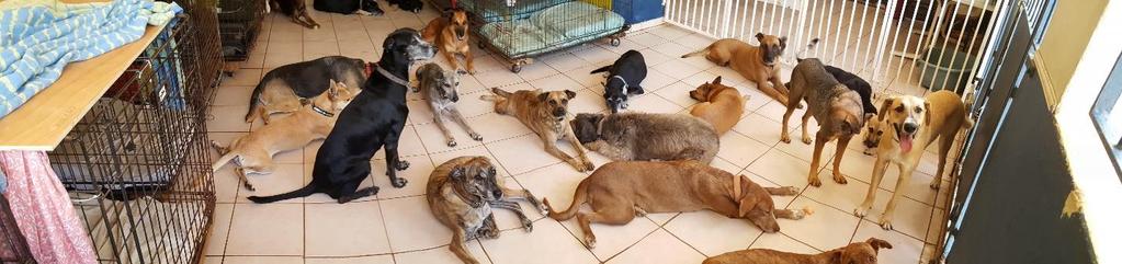 org Daar vindt u alle hondjes die wij nu verzorgen, onze nieuwsbrieven en de link naar onze FB, waar wij