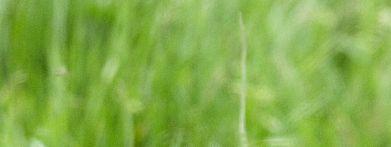 BESCHERMING VERSNELT ACHTERUITGANG WEIDEVOGELS Vanaf 1997 houdt Stichting Weidevogelbescherming De Monden zich bezig met het beschermen van weidevogellegsels in het veenkoloniale gebied