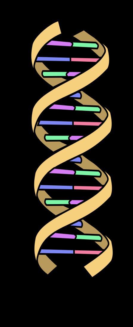 DNA-analyse 16S rdna Codeert voor ribosoom Sequentie 16S rdna Vingerafdruk op een gel Interpretatie