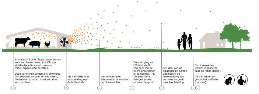 Verspreiding