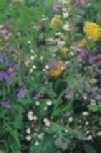 Artikelnr: 88620 10 gram Prijs: 7,25 Vlinder- en bijenbloemen Mengsel van zomerbloeiers die aantrekkelijk zijn voor bijen en vlinders. leuren overwegend blauw, roze en wit.