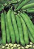 Mamba geeft een rijke oogst van mooie groene Stamslaboon - Sperzieboon Safari d Artikelnummer: 25 40 zaden P bonen met een gemiddelde lengte van 18 cm.