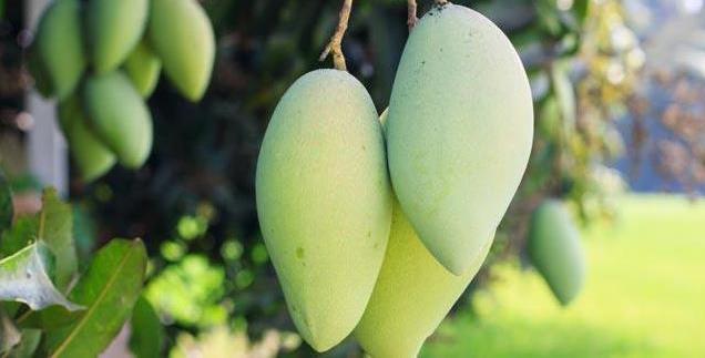 Afrikaanse mango controleert je eetlust en zorgt voor sneller afslanken Er zijn een heleboel redenen waarom een bepaald dieet niet doet wat het zou moeten doen.