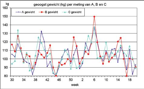 Figuur 11. Cumulatieve lengte van de geoogste rozen relatief t.o.v. vak A, vanaf week 30 in 2010.