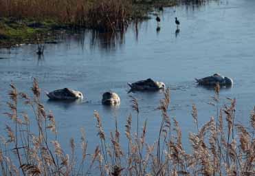Bezorgd Mensen spraken mij aan bij de Koopmanspolder dat er Lisdodde, foto: Douwe Greydanus zwanen in het ijs zaten en niet meer bewogen.