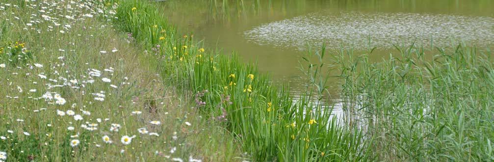 geproduceerd in de natuur in België en hier geproduceerd Mengsel bestaande uit 70% grassen en 30% inheemse bloemen (vooral vaste Mengsel bestaande uit 70% grassen en 30% inheemse bloemen (vooral