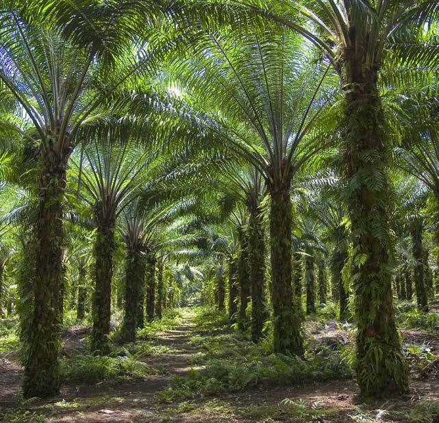 13 Jaarresultaten 2018 SIPEF - Rubberplantage SIPEF - Volgroeide palmbomen Sagar Cements Sagar Cements Sagar Cements (AvH 17,57%) heeft haar omzet met meer dan 17% verhoogd, van 9,8 miljard INR (132