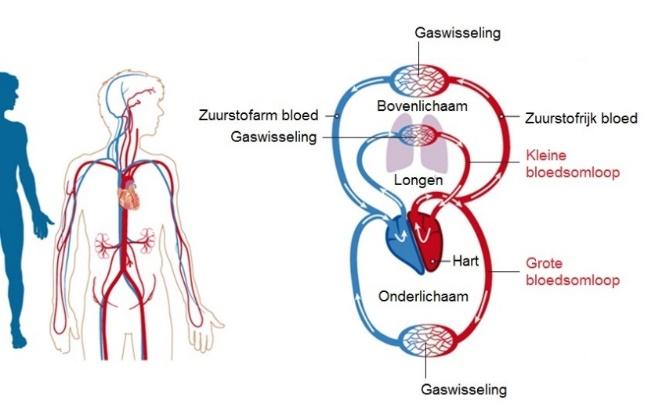 Hoe werkt onze bloedsomloop? De mens heeft een dubbele bloedsomloop, dit wilt zeggen dat het bloed altijd twéé keer het hart passeert.
