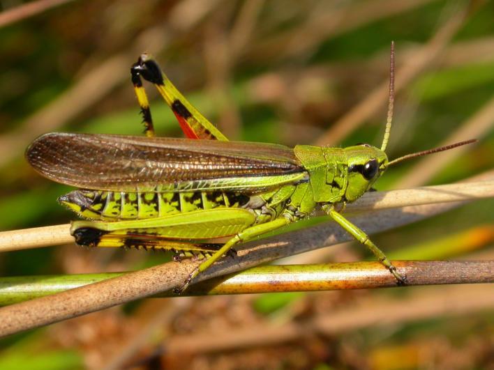 4 Natuurreservaat Schrapveen Planten als vertellers Reservaat Schrapveen heeft vanwege haar moerassige hooilanden een grote natuurwaarde.